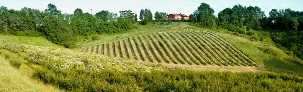 Villa Il Pino Bioagricoltura Terranuova Bracciolini Exterior foto